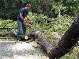 Best Tree Trimming and Pruning  in Demarest, NJ