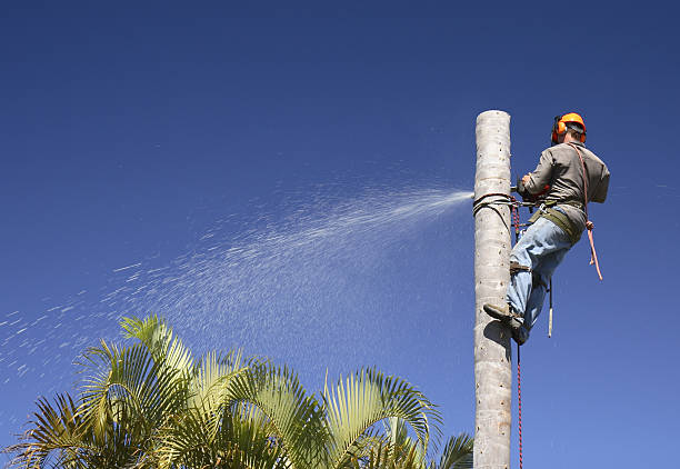 How Our Tree Care Process Works  in  Demarest, NJ