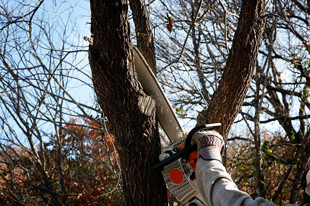 How Our Tree Care Process Works  in  Demarest, NJ