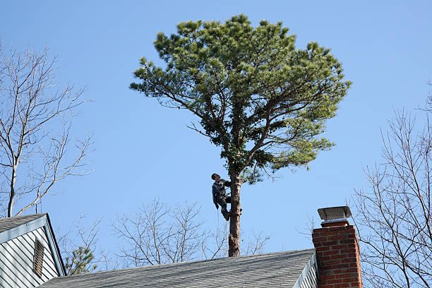 Best Weed Control  in Demarest, NJ