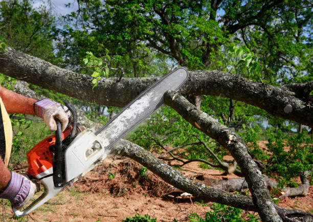 Best Tree Mulching  in Demarest, NJ
