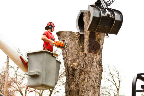 Best Tree Preservation Services  in Demarest, NJ