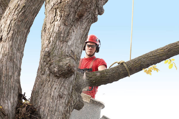 Best Firewood Processing and Delivery  in Demarest, NJ